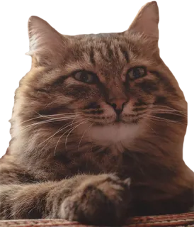 🙂 cat, animal, pet, feline, domestic cat, brown cat telegram sticker