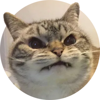 👿 cat, angry, feline, animal, meme, funny telegram sticker