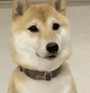 👍 pies, shiba inu, zwierzę, zwierzak, słodki, mem telegram sticker
