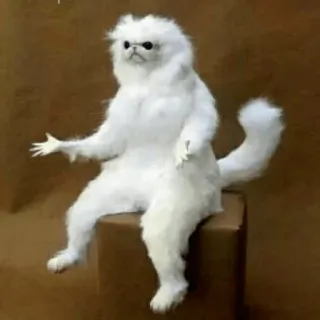 😠 Confused Cat Confused Cat Meme telegram sticker
