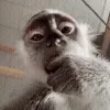 🐵