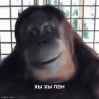 😁 ХЫ ХЫ ПОН 오랑우탄, 원숭이, 밈, 동물, 웃긴, 영장류 telegram sticker
