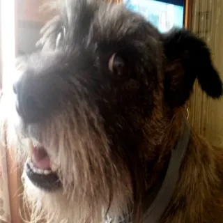 🐶 perro, mascota, animal, canino, retrato, lindo telegram sticker