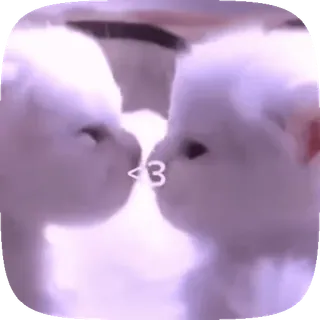 😘 <3 gato, gatos, amor, corazón, lindo, animales, beso whatsapp sticker