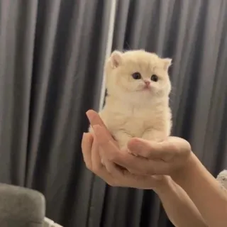 🙁 cat, kitten, cute, animal, pet, small, fluffy whatsapp sticker