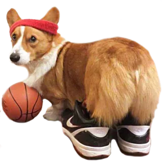 ⛹ perro, corgi, baloncesto, deporte, atleta, mascota whatsapp sticker