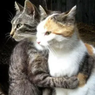 😂 gatto, gatti, amicizia, animale domestico, animali, affettuoso telegram sticker
