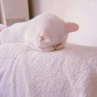 🧁 kot, śpiący, zwierzę, biały kot, zwierzę domowe, zwierzę domowe telegram sticker
