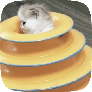😳 猫, 小猫, 玩具, 黄色, 动物 telegram sticker