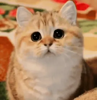 😊 gato, fofo, gatinho, animal, animal de estimação, olhos grandes whatsapp sticker