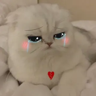 🥺 gatto, triste, piangendo, crepacuore, emotivo, sticker telegram sticker
