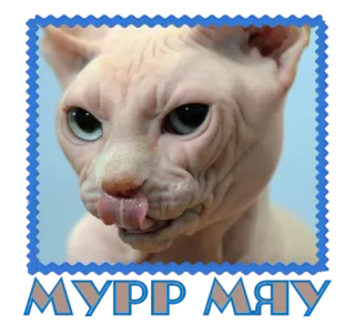 😼 МУРР МЯУ cat, sphynx, animal, pet, cute, hairless, russian telegram sticker