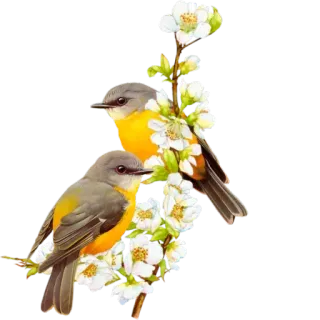 🌹 птицы, животные, весна, природа, дикая природа, ветка, цветы telegram sticker