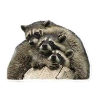 👪 raccoon, animals, cute, mammals, wildlife telegram sticker