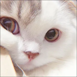 🐈 kucing, binatang, hewan peliharaan, imut, anak kucing, kucing domestik telegram sticker