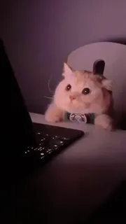 😂 고양이, 컴퓨터, 노트북, 동물, 타자, 작업, 인터넷, 웃긴 telegram sticker