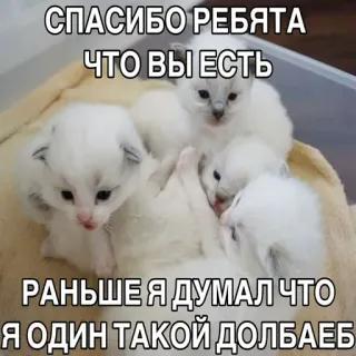 🤩 СПАСИБО РЕБЯТА
ЧТО ВЫ ЕСТЬ
РАНЬШЕ Я ДУМАЛ ЧТО
Я ОДИН ТАКОЙ ДОЛБАЕБ gatito, gato, ruso, ofensivo telegram sticker