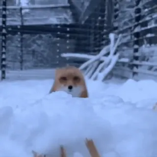 😙 fox, snow, winter, animal, cute, nature whatsapp sticker