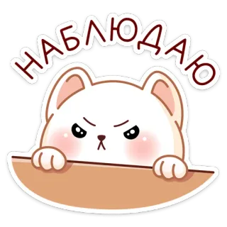 👀 НАБЛЮДАЮ кот, злой, подглядывающий, смотрящий, милый, животное, уставившийся, каваий telegram sticker