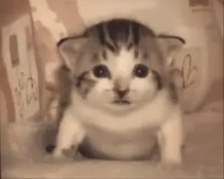 😟 котенок, милый, животное, кошка, очаровательный, питомец, кошачий whatsapp sticker