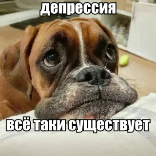 🕊 депрессия
всё таки существует dog, depression, sad, meme, funny, animal telegram sticker