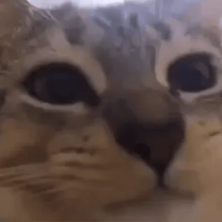 🌟 Katze, Tier, Haustier, Meme, lustig, Hauskatze, Katzenartig, Säugetier telegram sticker