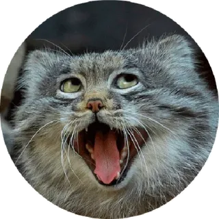 😝 chat, bâillement, animal, mignon, mème telegram sticker