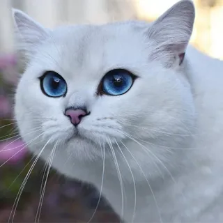 😑 gato, animal, animal de estimação, gato branco, olhos azuis, fofo, gatinho telegram sticker