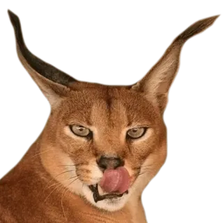 😋 каракал, рысь, кошка, животное, млекопитающее, дикая природа telegram sticker
