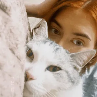❤️ chat, animal de compagnie, animal, femme, roux, animal domestique whatsapp sticker