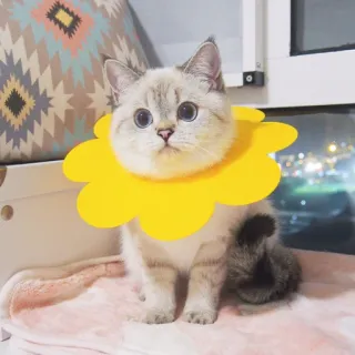 🧸 gatto, gattino, animale domestico, animale, carino, fiore, collare, girasole telegram sticker