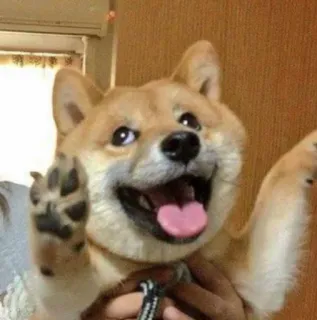 😝 doge, cane, shiba inu, animale, felice, carino telegram sticker
