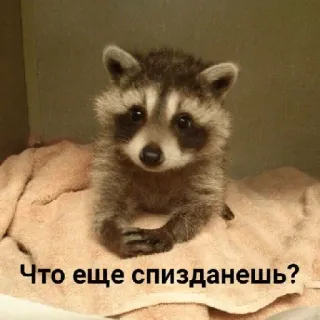 🙃 Что еще спизданешь? แรคคูน, สัตว์, น่ารัก, ตลก, มีม telegram sticker