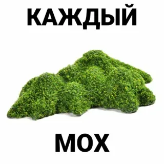 🍀 КАЖДЫЙ
МОХ muschio, verde, natura, pianta, testo russo telegram sticker