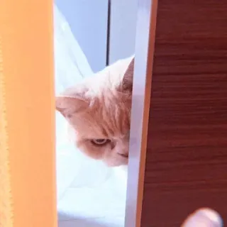 🕯 cat, peeking, animal, pet, domestic cat, cute whatsapp sticker