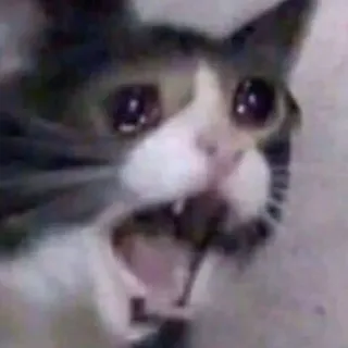 😢 kucing, menangis, meme, hewan, sedih telegram sticker