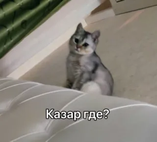 😡 Казар где? gato, ruso, pregunta, triste telegram sticker