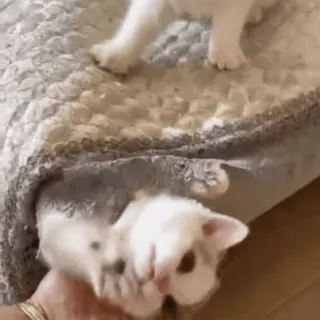 🤛 kitten, cat, pet, animal, cute, playful, white, small whatsapp sticker