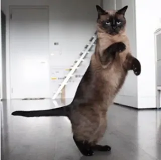 🤔 кошка, сиамская кошка, животное, питомец, стоя, домашняя кошка telegram sticker