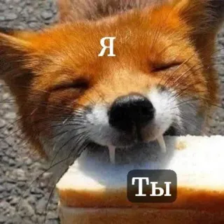 🍞 Я
ТЫ raposa, pão, animal, meme, engraçado telegram sticker