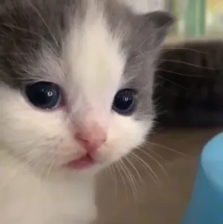 🥺 小猫, 猫, 动物, 宠物, 可爱, 家畜, 猫科动物 telegram sticker