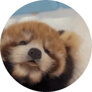 🐼 panda mała, zwierzę, słodki, ssak, dzika przyroda, śpiący, portret telegram sticker