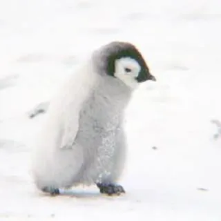 🐧 pinguim, filhote de pinguim, antártida, ave, animal, vida selvagem telegram sticker
