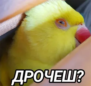 👌 ДРОЧЕШ? pássaro, papagaio, animal, amarelo telegram sticker