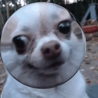 😐 dog, chihuahua, pet, animal, cute telegram sticker