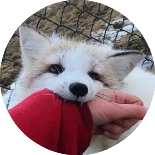 😙 лиса, животное, питомец, милый, кусающийся, дикая природа, белый whatsapp sticker