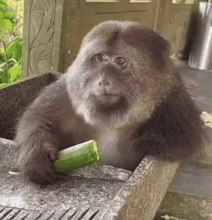 ☺️ monkey, cucumber, animal, wildlife telegram sticker