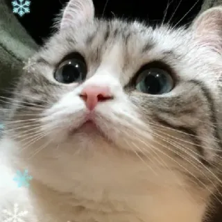 🥺 cat, animal, cute, pet whatsapp sticker
