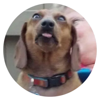 ❤️ Hund, Tier, Zunge, lustig, Haustier telegram sticker