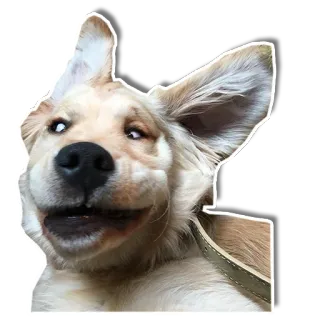 😀 chien, mignon, chiot, golden retriever, animal de compagnie telegram sticker
